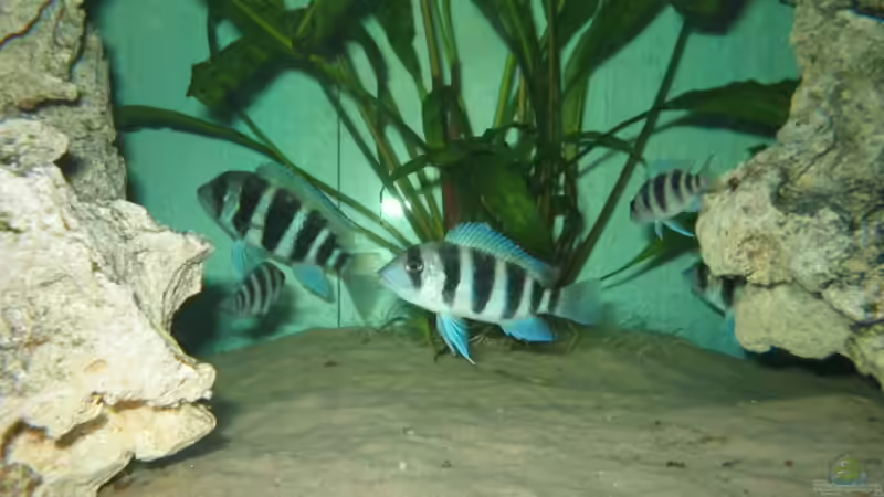 Besatz im Aquarium Becken 1130 von Marvin Michel (21)