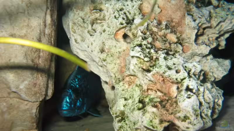 Besatz im Aquarium Becken 1130 von Marvin Michel (24)