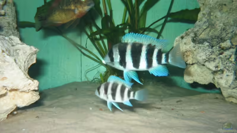 Besatz im Aquarium Becken 1130 von Marvin Michel (26)