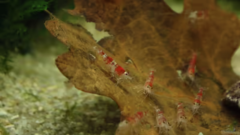 Besatz im Aquarium Becken 11314 von Freddy (4)