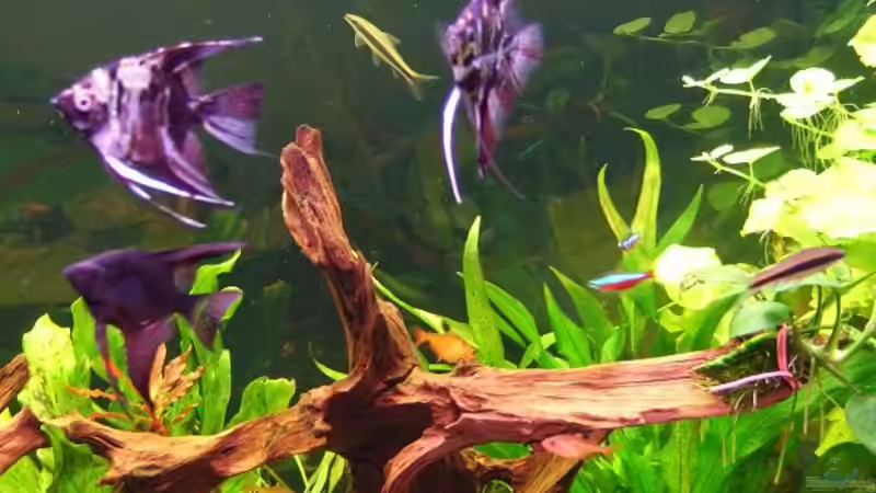 Besatz im Aquarium Becken 11316 von Frank Broneske (28)