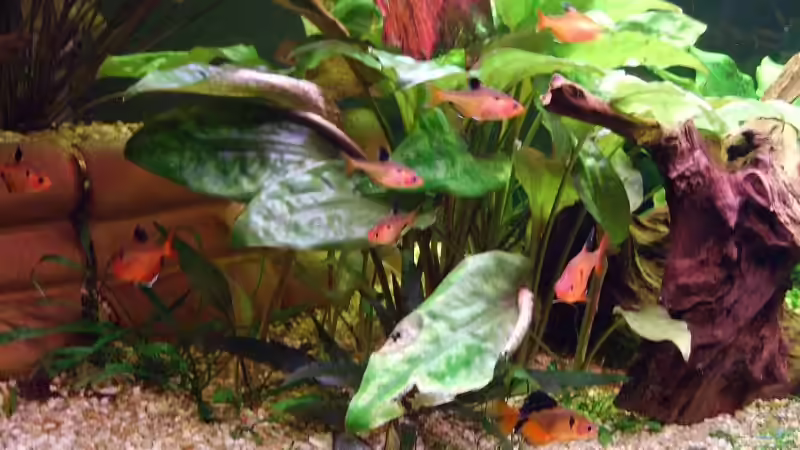 Besatz im Aquarium Becken 11316 von Frank Broneske (29)