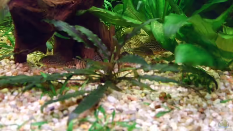 Besatz im Aquarium Becken 11316 von Frank Broneske (30)