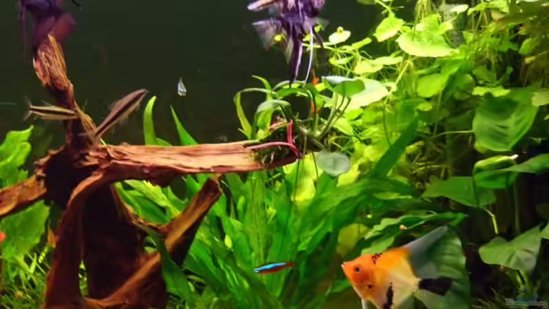 Besatz im Aquarium Becken 11316 von Frank Broneske (31)