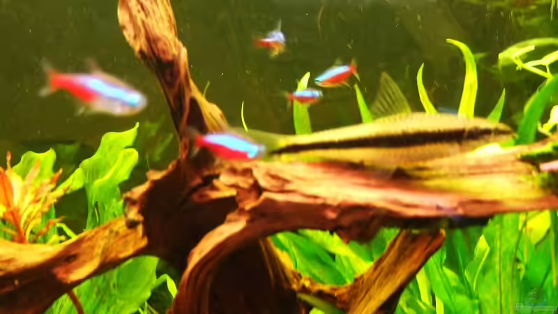 Besatz im Aquarium Becken 11316 von Frank Broneske (32)