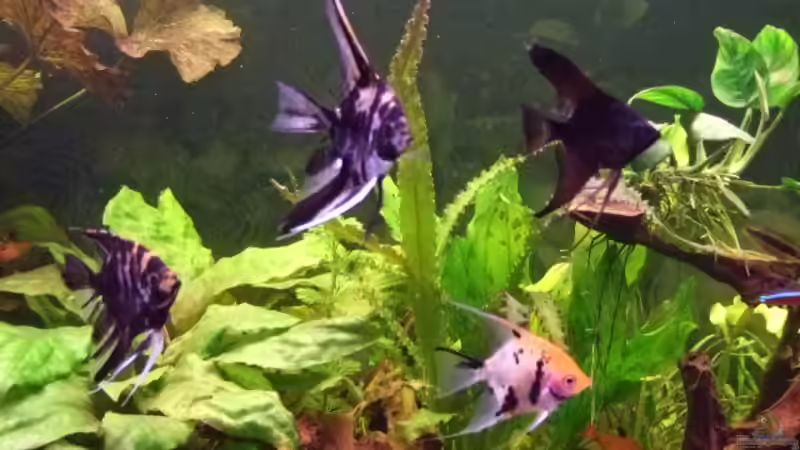 Besatz im Aquarium Becken 11316 von Frank Broneske (33)