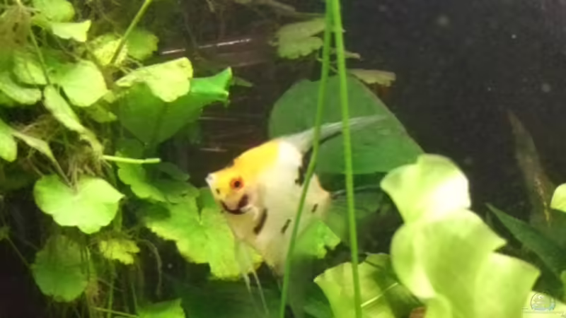 Besatz im Aquarium Becken 11316 von Frank Broneske (35)