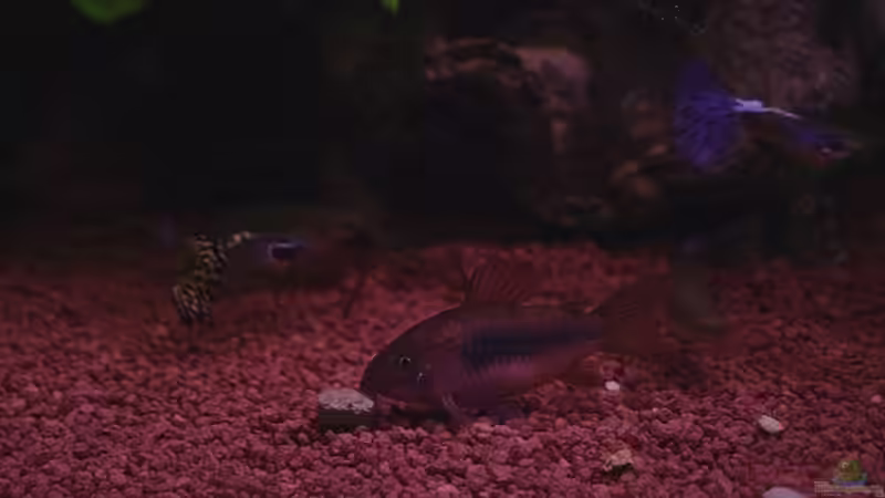 Besatz im Aquarium Becken 11317 von Silvia Luxenburger (8)