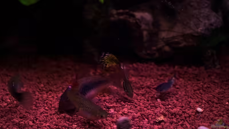 Besatz im Aquarium Becken 11317 von Silvia Luxenburger (9)