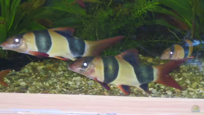 Besatz im Aquarium Becken 11325 von Clippi (9)