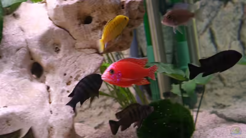 Besatz im Aquarium Becken 11327 von brusti (10)