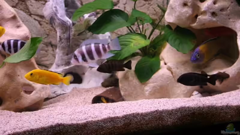 Besatz im Aquarium Becken 11327 von brusti (11)