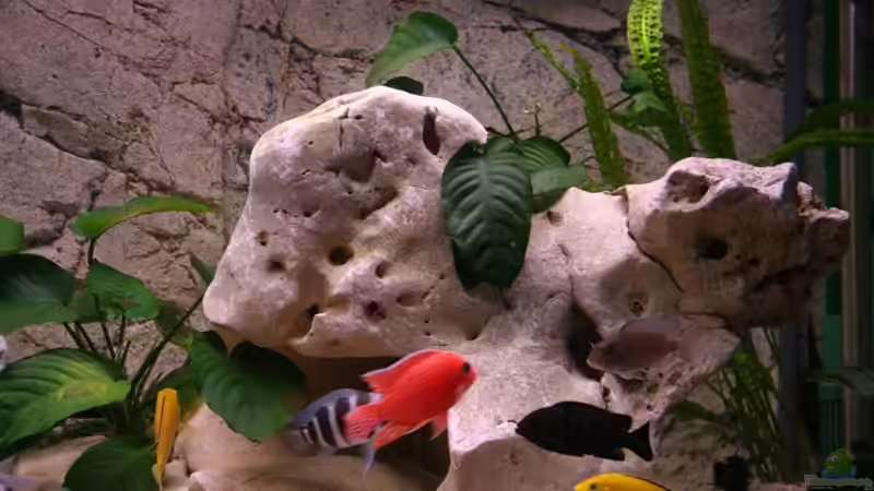 Besatz im Aquarium Becken 11327 von brusti (12)