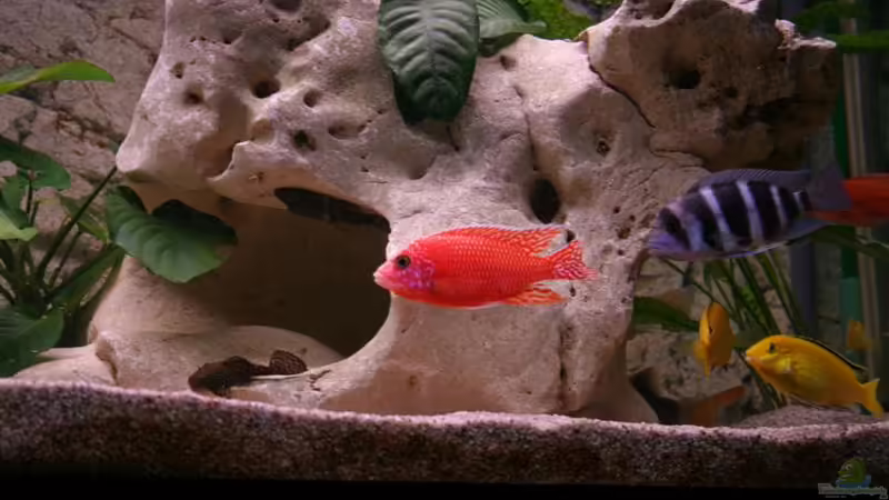 Besatz im Aquarium Becken 11327 von brusti (13)