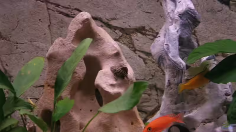 Besatz im Aquarium Becken 11327 von brusti (5)