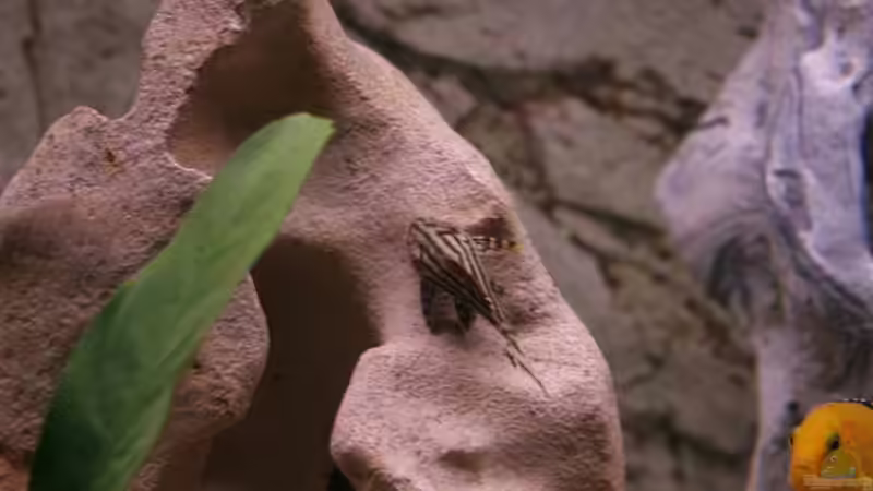 Besatz im Aquarium Becken 11327 von brusti (6)