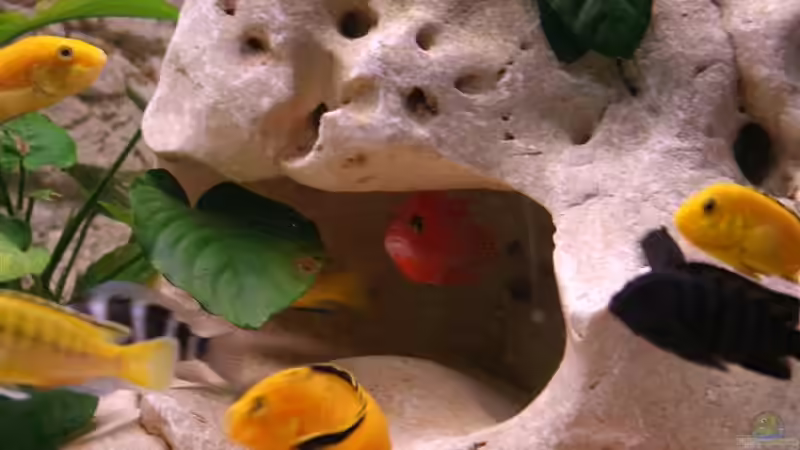 Besatz im Aquarium Becken 11327 von brusti (8)