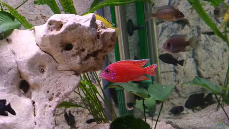 Besatz im Aquarium Becken 11327 von brusti (9)