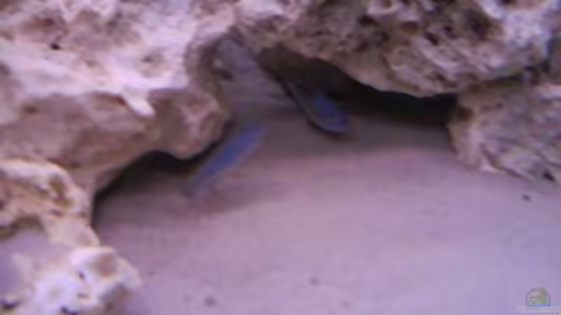 Besatz im Aquarium Becken 11330 von Marcel Düsterhöft (3)