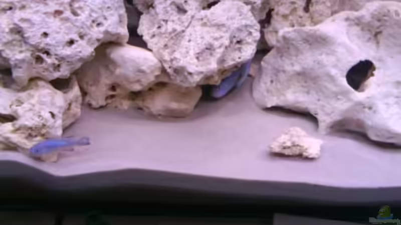 Besatz im Aquarium Becken 11330 von Marcel Düsterhöft (4)