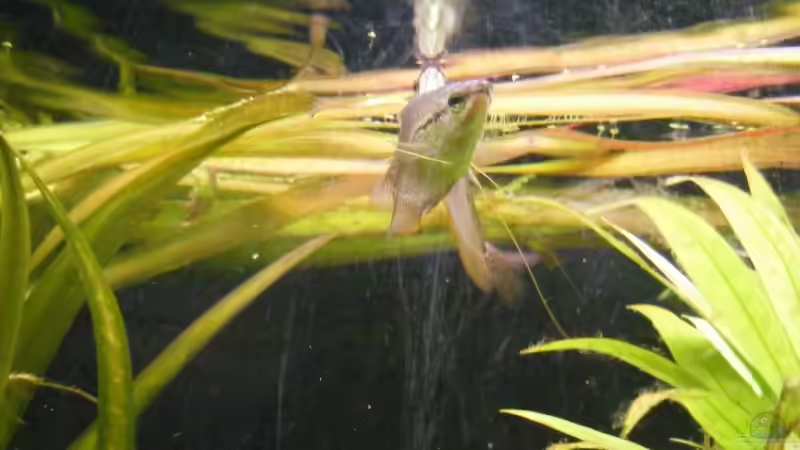 Besatz im Aquarium Becken 1135 von Stefan Horvath (11)