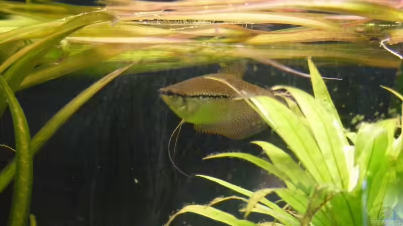 Besatz im Aquarium Becken 1135 von Stefan Horvath (12)