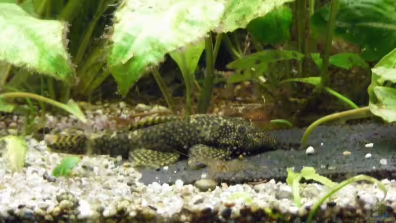 Besatz im Aquarium Becken 1135 von Stefan Horvath (13)