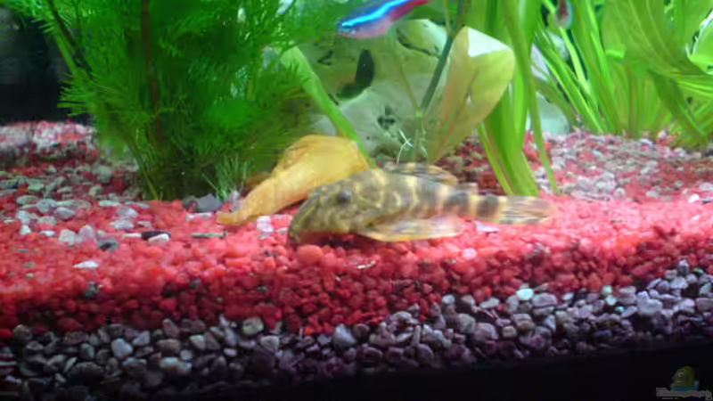 Besatz im Aquarium Becken 1136 von Steve Knöfler (12)