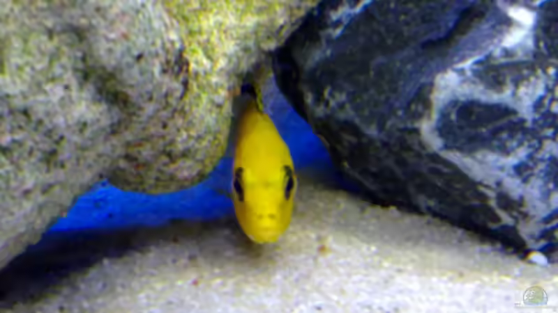 Besatz im Aquarium Becken 11362 Nur noch als Beispiel von Antonio Di Simone (12)