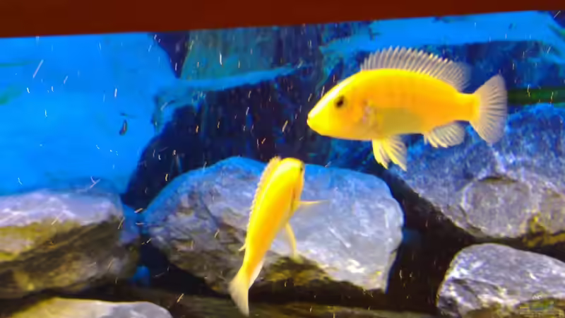 Besatz im Aquarium Becken 11362 Nur noch als Beispiel von Antonio Di Simone (13)