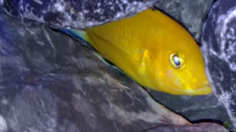 Besatz im Aquarium Becken 11362 Nur noch als Beispiel von Antonio Di Simone (17)