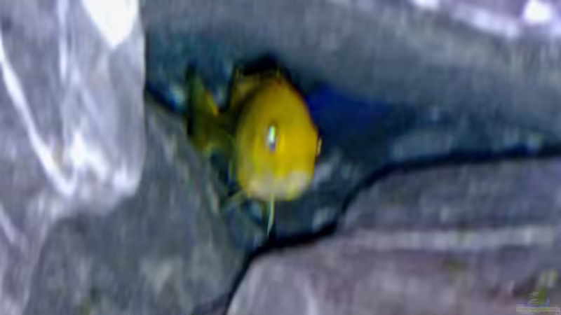 Besatz im Aquarium Becken 11362 Nur noch als Beispiel von Antonio Di Simone (18)