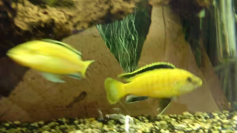 Besatz im Aquarium Becken 11378 von Sascha Kiefer (10)