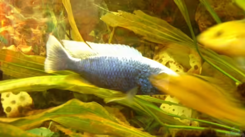 Besatz im Aquarium Becken 11378 von Sascha Kiefer (9)