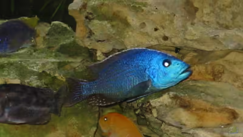 Besatz im Aquarium Becken 114 von Michael Schmidt (3)