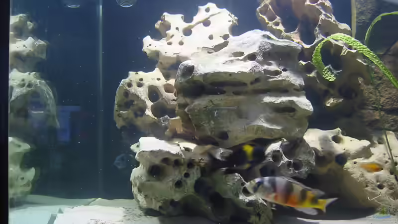 Besatz im Aquarium Becken 114 von Michael Schmidt (4)