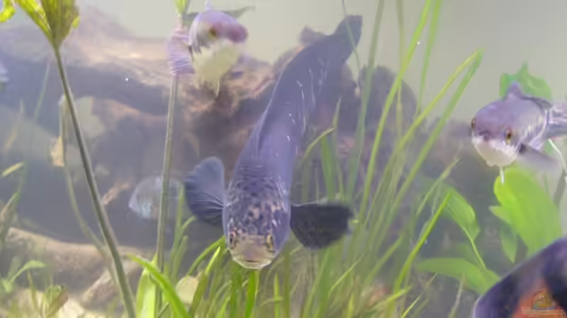 Besatz im Aquarium Becken 11409 von Schmitzi (19)