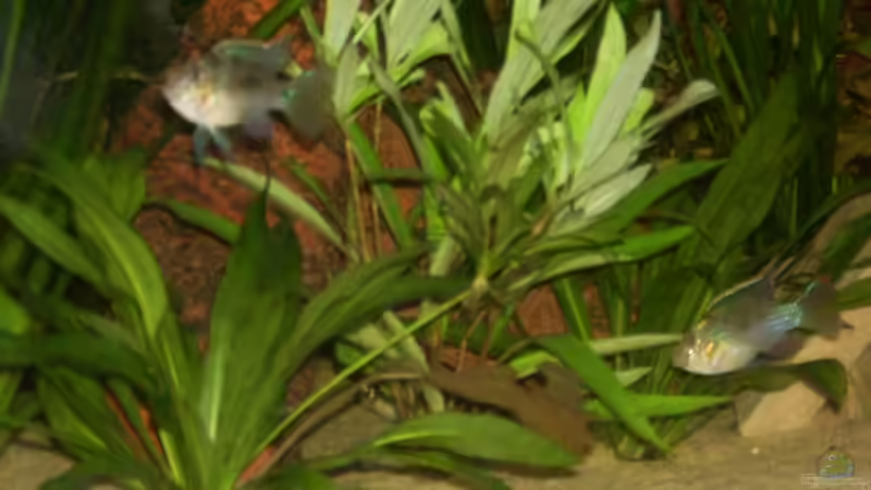 Besatz im Aquarium Becken 11411 von Steffen Wenzel (21)