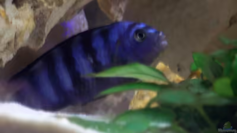 Besatz im Aquarium Becken 11412 von babyschlumpf (10)