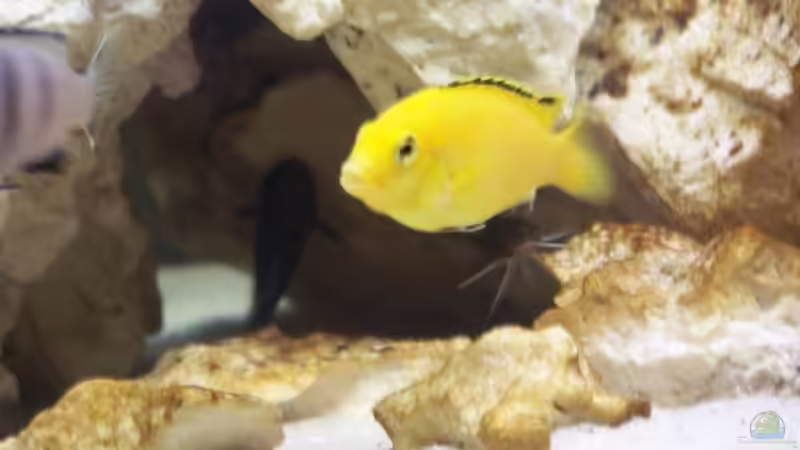 Besatz im Aquarium Becken 11412 von babyschlumpf (11)