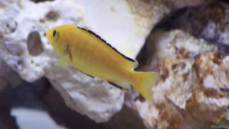 Besatz im Aquarium Becken 11412 von babyschlumpf (13)