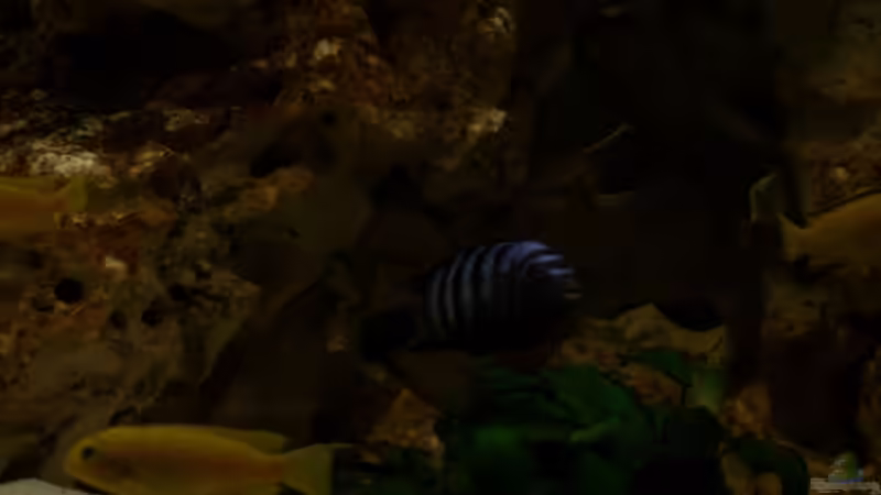 Besatz im Aquarium Becken 11412 von babyschlumpf (14)