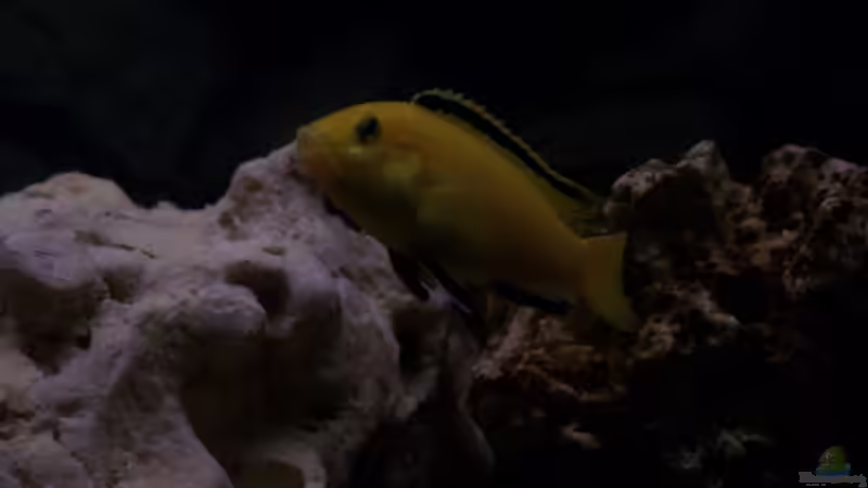 Besatz im Aquarium Becken 11412 von babyschlumpf (15)