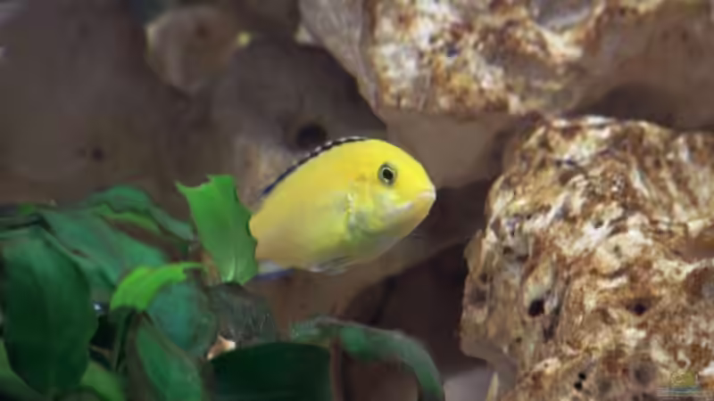 Besatz im Aquarium Becken 11412 von babyschlumpf (16)