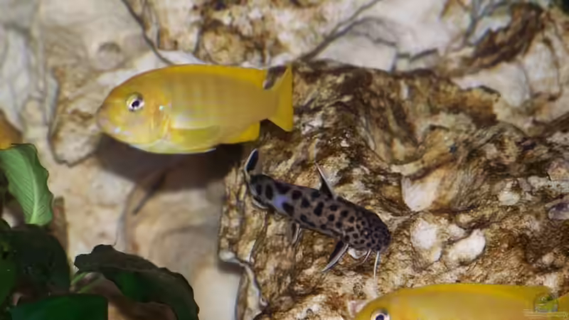 Besatz im Aquarium Becken 11412 von babyschlumpf (18)