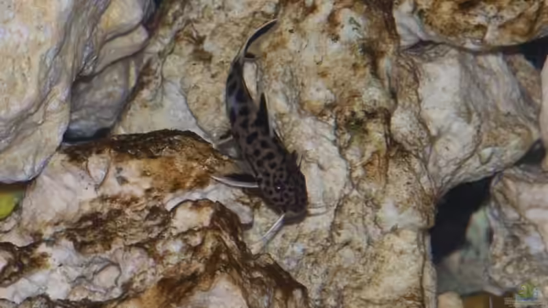 Besatz im Aquarium Becken 11412 von babyschlumpf (19)