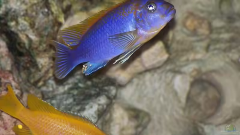 Besatz im Aquarium Becken 11412 von babyschlumpf (21)