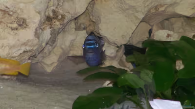 Besatz im Aquarium Becken 11412 von babyschlumpf (7)