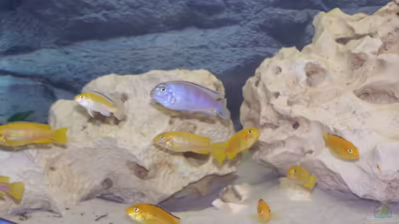 Besatz im Aquarium Becken 11412 von babyschlumpf (8)