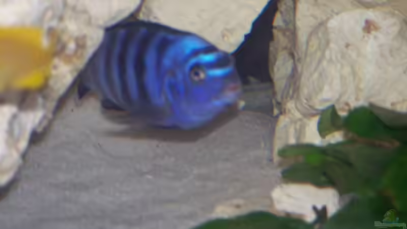 Besatz im Aquarium Becken 11412 von babyschlumpf (9)